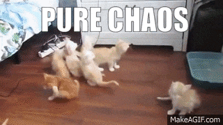 a group of kittens are playing in a room with the words " pure chaos " written above them