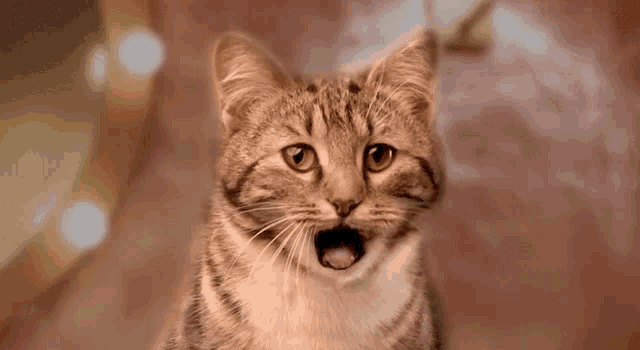 a close up of a cat with its mouth open looking at the camera