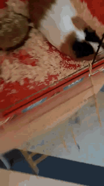 a cat is playing with a toy on a red surface