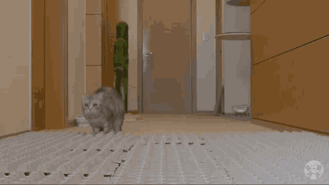 a cat is standing in a hallway with the words what the written on the floor