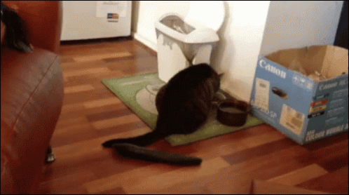 Cat Scared GIF - Cat Scared Cucumber GIFs