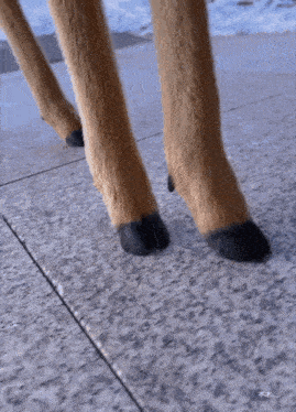 a close up of a deer 's legs on a sidewalk with chinese writing on the bottom