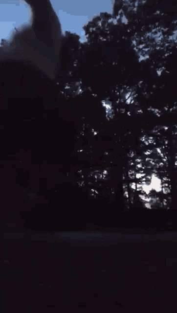 a dark forest with trees silhouetted against the sky