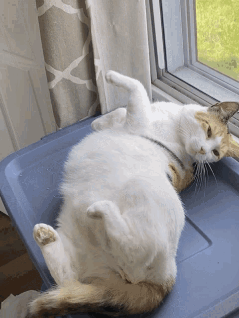a white cat is laying on its back on a blue bin
