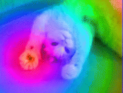 Rainbow Cat GIF - Rainbow Cat High GIFs