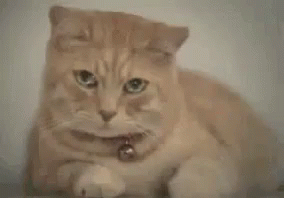 обида кот печаль грусть слезы плакать GIF