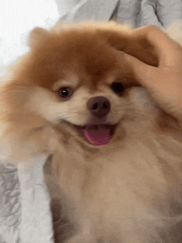 a person petting a small brown dog with its tongue hanging out