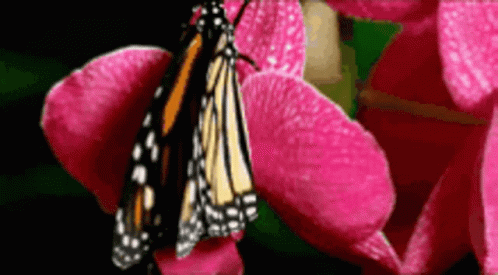 Butterfly Flapping Wings GIF - Butterfly Flapping Wings Flower GIFs