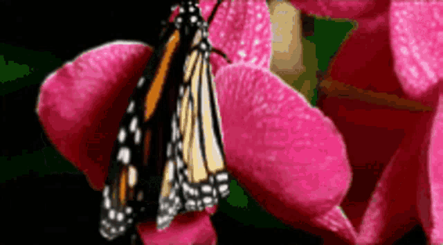 a butterfly is perched on a pink flower petal