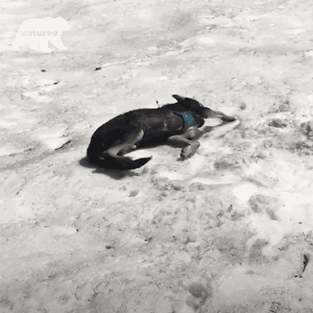 Rolling Playing GIF - Rolling Playing Dog GIFs