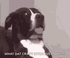 a black and white dog with its tongue hanging out is sitting on a couch .