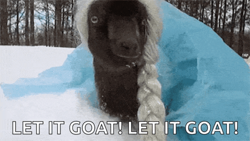 a dog wearing a braided wig is in the snow with the words let it goat ! let it goat !