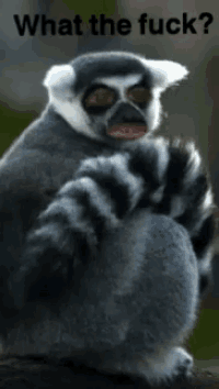 a lemur sitting on a tree branch with the words " what the fuck " written above it