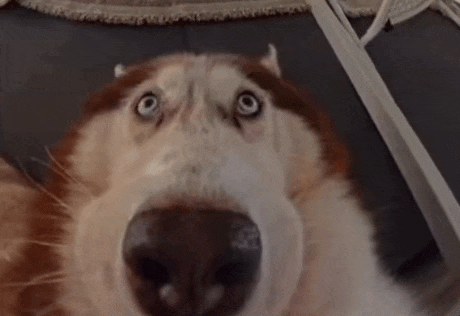 a husky dog is looking at the camera with a surprised look on its face .