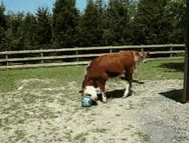 Cow Playing GIF - Cow Playing Football GIFs