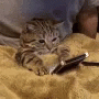 Cat Cute GIF - Cat Cute Texting GIFs