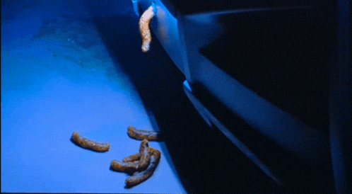 a bunch of worms are laying on the ground in a dark room