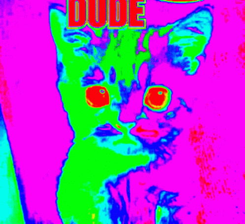 Dude Cat GIF - Dude Cat Psychedelic GIFs