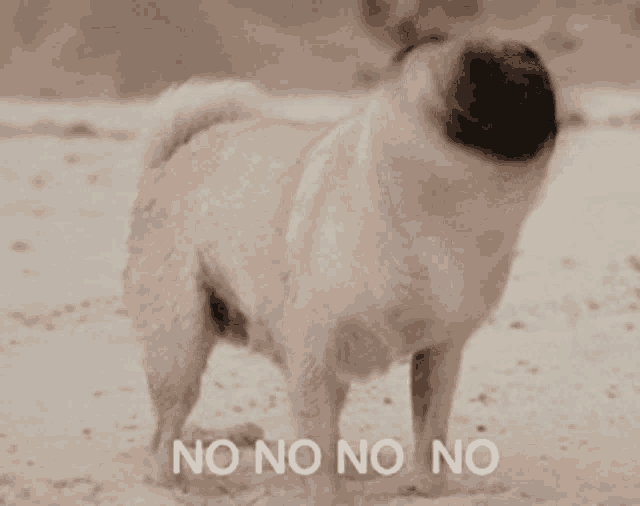 a pug dog standing in the sand with the words " no no no no " written below it