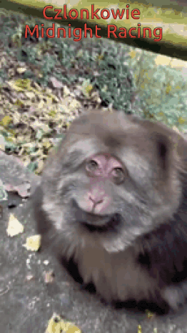 a picture of a monkey with the words " czlonkowie midnight racing " on it