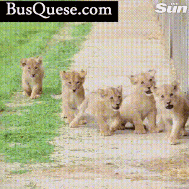 Little Lions Cute GIF - Little Lions Cute Animals GIFs