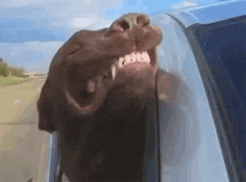 Dogs Happy GIF