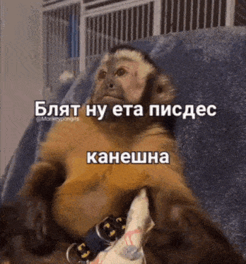 a monkey is sitting on a couch with a foreign language caption