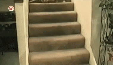 Damned To An Eternity Of Falling GIF - Cat Falling Stairs GIFs