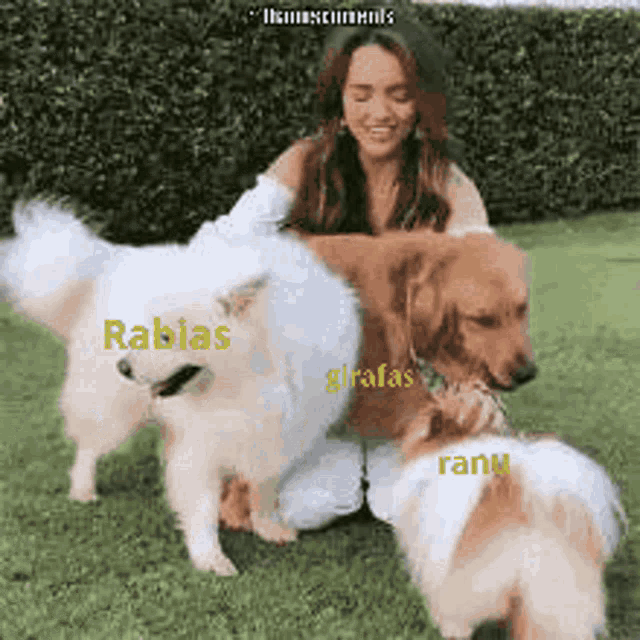 a woman is sitting on the grass with two dogs .