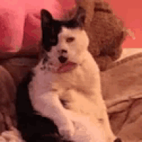 a black and white cat is sitting on a couch with its tongue sticking out .