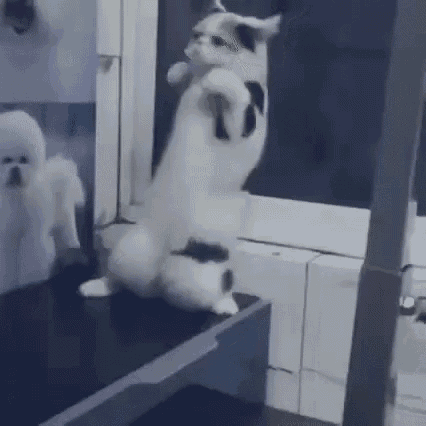 a cat is standing on its hind legs in front of a window next to a small dog .