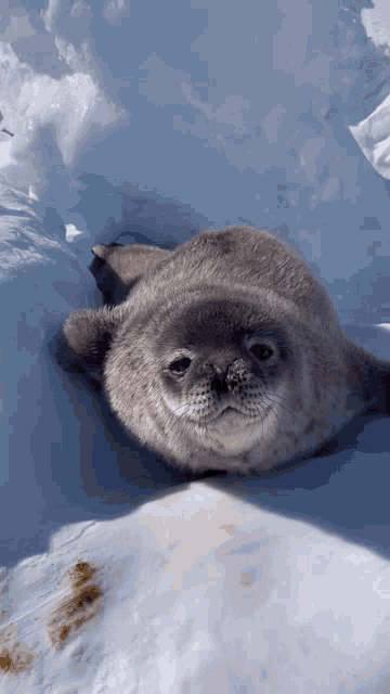 Sea Lion GIF - Sea Lion GIFs