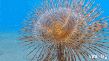 A Beautiful Ocean Creature Viralhog GIF - A Beautiful Ocean Creature Viralhog A Magnificent Creature Of The Deep GIFs