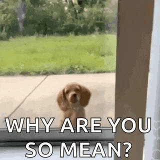 a puppy is looking out of a window and asking why are you so mean .