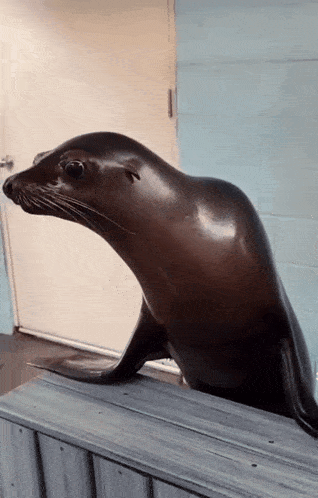 a seal standing on a wooden ledge looking out a door