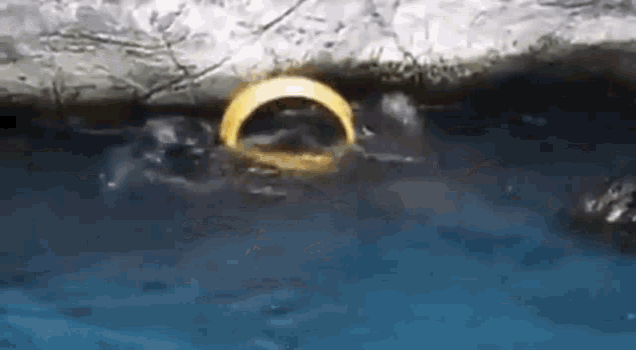 a gold ring is floating in a body of water .