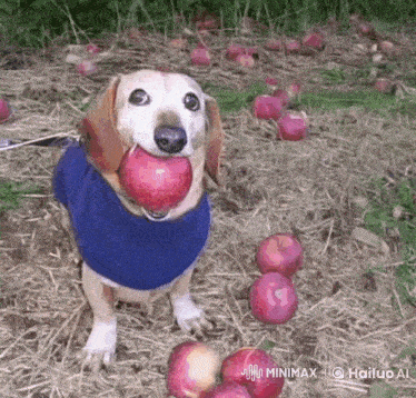 a dog wearing a blue sweater is eating an apple