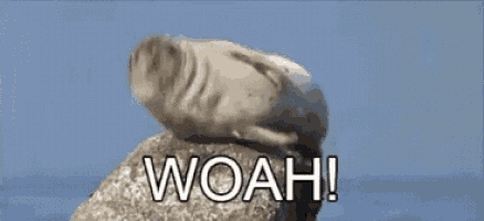 a seal is sitting on top of a rock with the words woah ! above it .