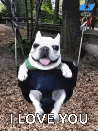 a french bulldog is sitting on a swing with its tongue out .