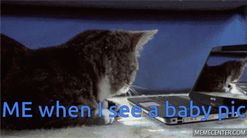 Cat Your Mom GIF - Cat Your Mom Lil Bub GIFs
