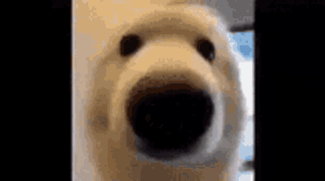 a close up of a polar bear looking at the camera with its mouth open .