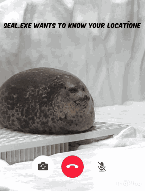 Seal Meme GIF - Seal Meme GIFs
