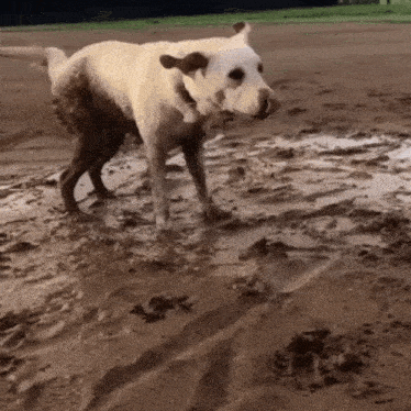 a dog is standing in a muddy field with its legs covered in mud .