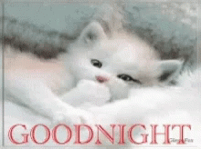 Good Night Sleepy Head Kitten GIF - Good Night Sleepy Head Kitten Pets GIFs