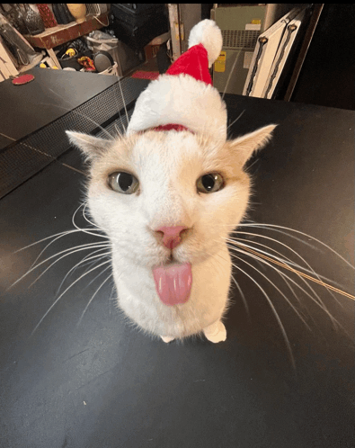 Cat Lick GIF - Cat Lick Tongue GIFs