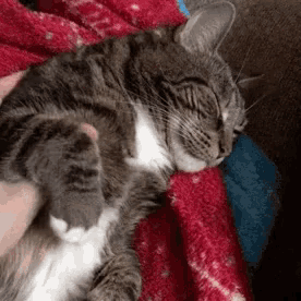 a gray and white cat is sleeping on a red blanket on a couch .