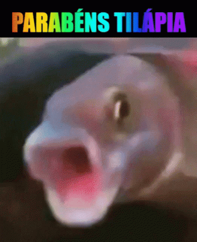 Fish Parabens Tilapia GIF - Fish Parabens Tilapia Congrats GIFs