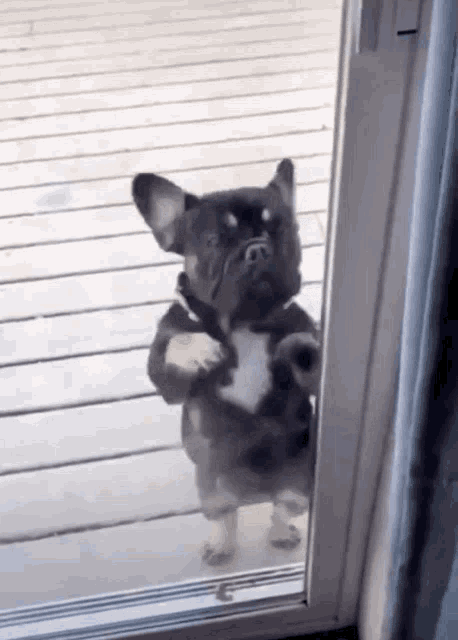 Dog Door Dog Dance GIF - Dog Door Dog Dance Dancing GIFs