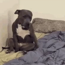 Love Dogs GIF - Love Dogs Tired GIFs