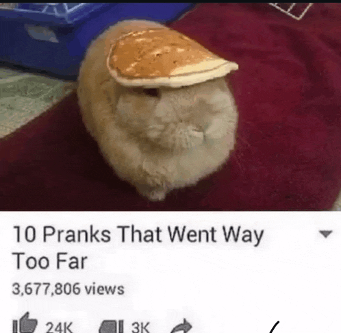 a cat wearing a pancake hat with the caption 10 pranks that went way too far 3,677,806 views